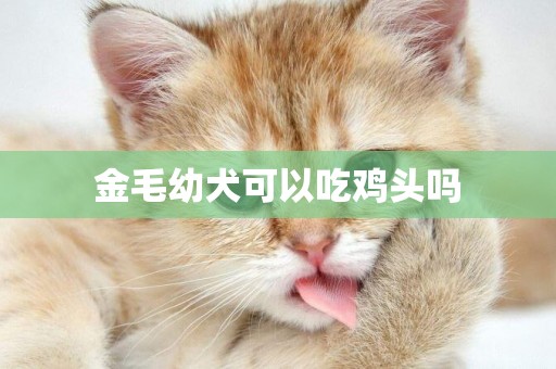金毛幼犬可以吃雞頭嗎
