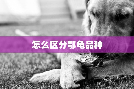 怎么區分鄂龜品種