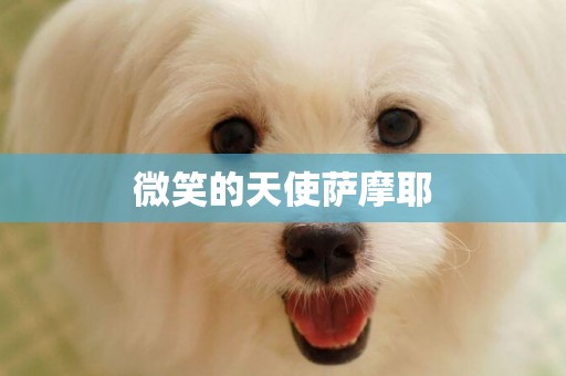 微笑的天使薩摩耶