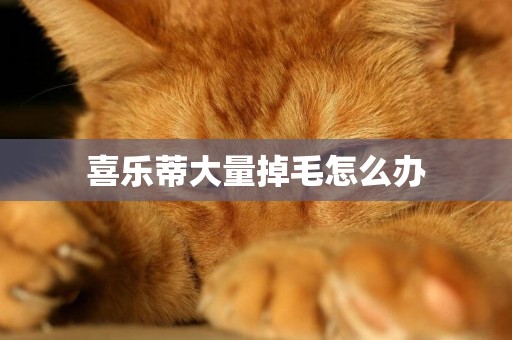 喜樂蒂大量掉毛怎么辦