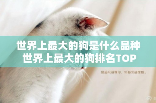 世界上最大的狗是什么品種 世界上最大的狗排名TOP10