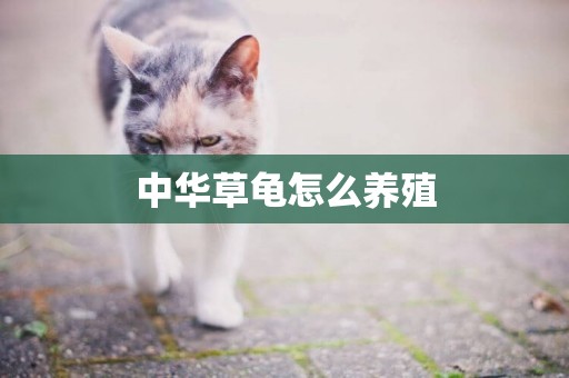 中華草龜怎么養殖