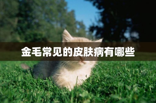金毛常見的皮膚病有哪些