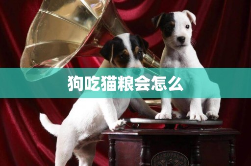 狗吃貓糧會怎么