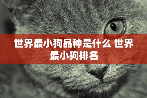 世界最小狗品種是什么 世界最小狗排名