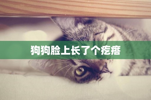 狗狗臉上長了個疙瘩
