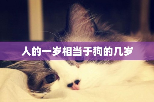 人的一歲相當于狗的幾歲
