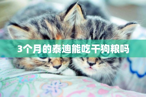 3個月的泰迪能吃干狗糧嗎