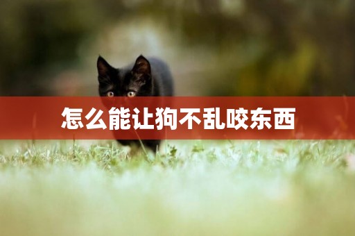 怎么能讓狗不亂咬東西