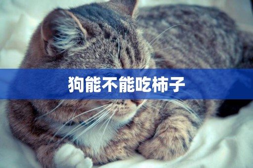 狗能不能吃柿子