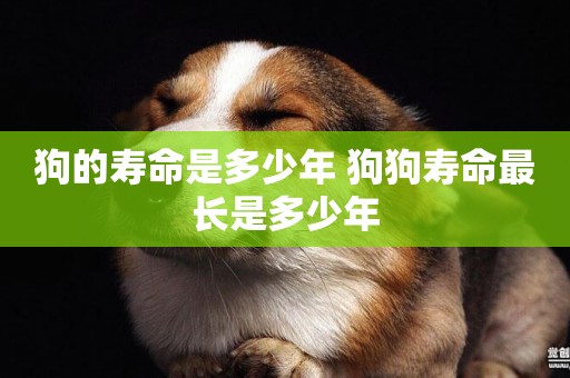 狗的壽命是多少年 狗狗壽命最長是多少年