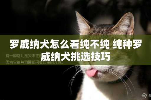 羅威納犬怎么看純不純 純種羅威納犬挑選技巧