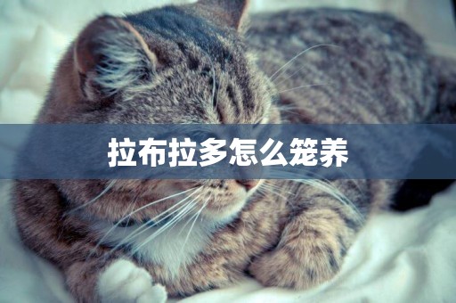 拉布拉多怎么籠養