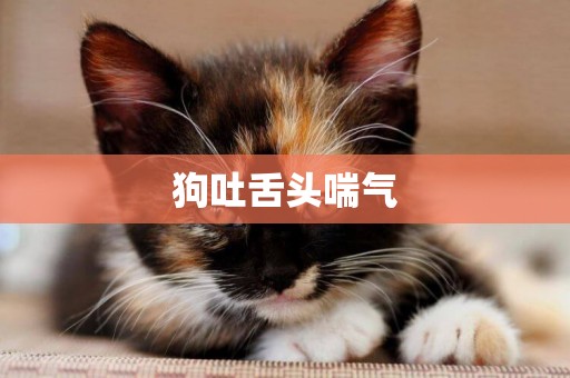 狗吐舌頭喘氣