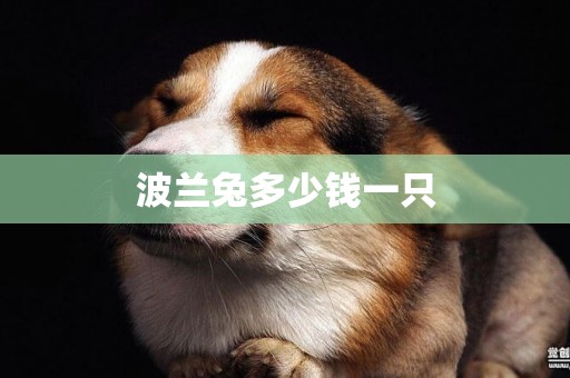 波蘭兔多少錢一只