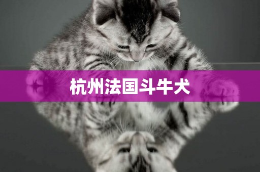 杭州法國斗牛犬