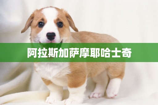 阿拉斯加薩摩耶哈士奇