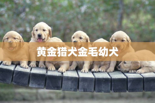 黃金獵犬金毛幼犬
