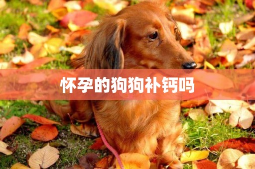 懷孕的狗狗補鈣嗎
