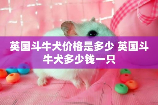 英國斗牛犬價格是多少 英國斗牛犬多少錢一只