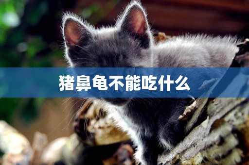 豬鼻龜不能吃什么