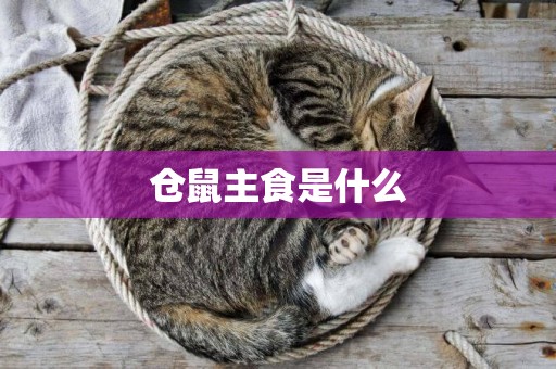 倉鼠主食是什么