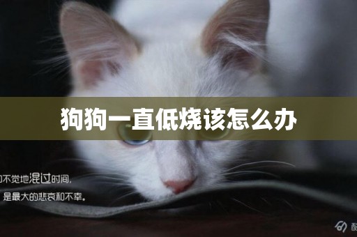 狗狗一直低燒該怎么辦