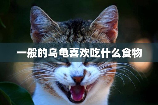 一般的烏龜喜歡吃什么食物