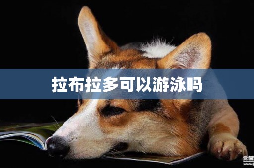 拉布拉多可以游泳嗎