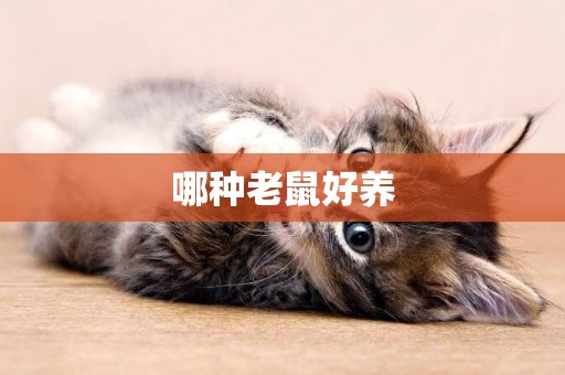 哪種老鼠好養