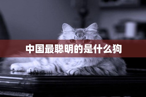 中國最聰明的是什么狗