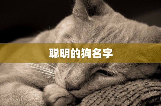 聰明的狗名字