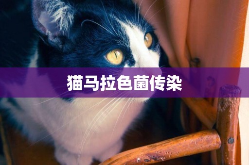 貓馬拉色菌傳染