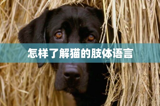 怎樣了解貓的肢體語言