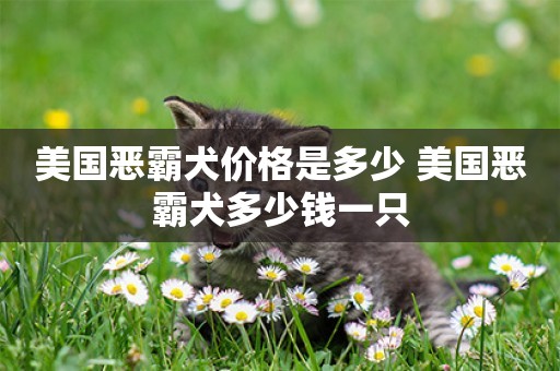 美國惡霸犬價格是多少 美國惡霸犬多少錢一只