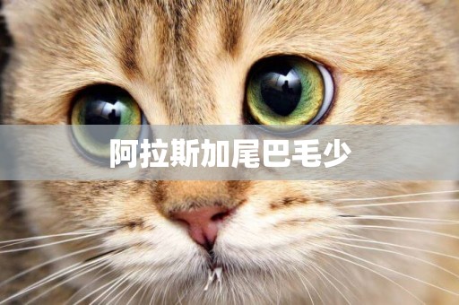 阿拉斯加尾巴毛少