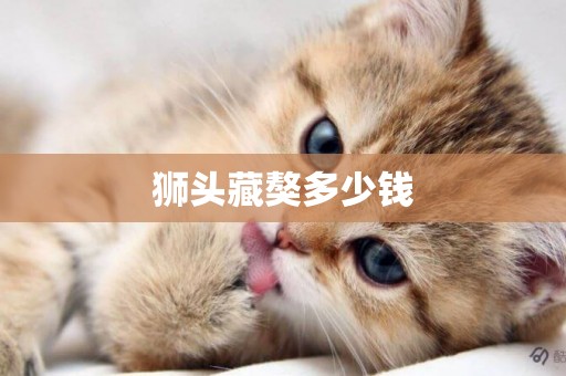 獅頭藏獒多少錢