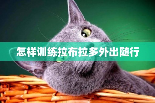 怎樣訓練拉布拉多外出隨行