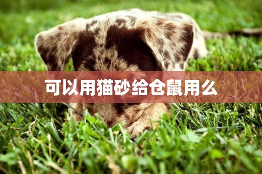 可以用貓砂給倉鼠用么