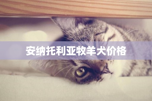 安納托利亞牧羊犬價格