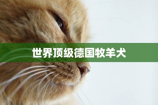 世界頂級德國牧羊犬