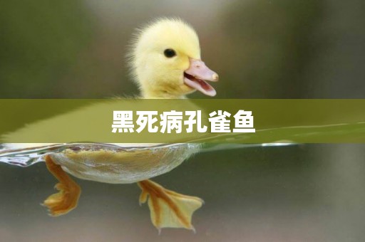 黑死病孔雀魚