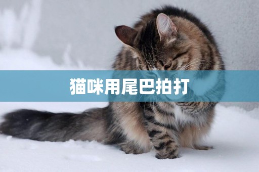 貓咪用尾巴拍打