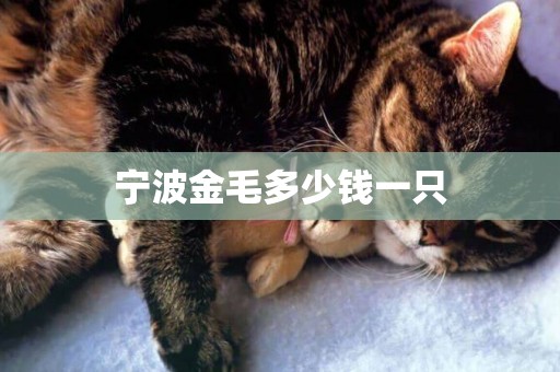 寧波金毛多少錢一只