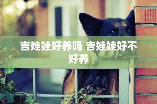 吉娃娃好養嗎 吉娃娃好不好養