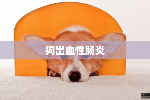 狗出血性腸炎