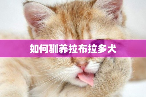 如何馴養拉布拉多犬