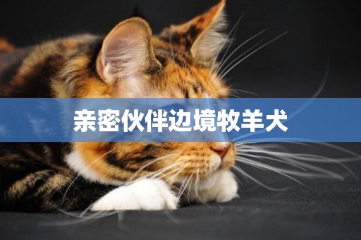 親密伙伴邊境牧羊犬