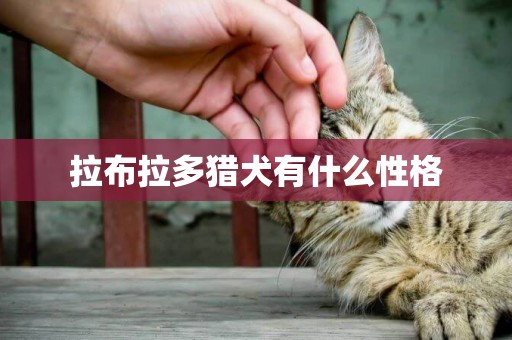 拉布拉多獵犬有什么性格