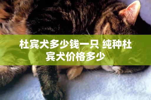 杜賓犬多少錢一只 純種杜賓犬價格多少